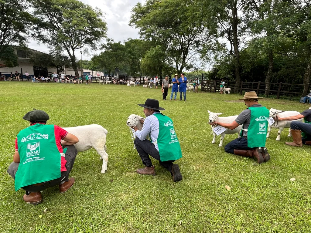 Ovinocultura gaúcha registra R$ 5 milhões em negócios