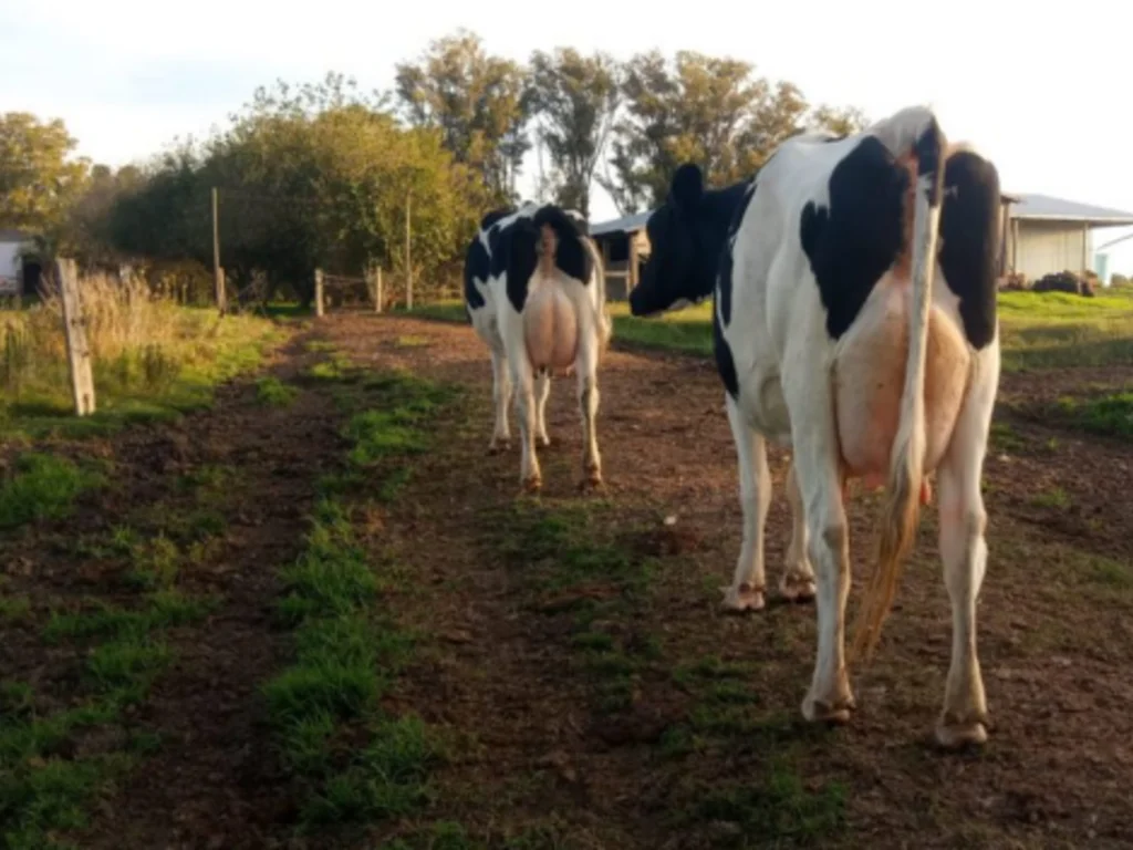 Lideranças avaliam medidas do governo sobre o leite