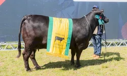 Cabanhas de Bagé arrebatam prêmios na Expointer