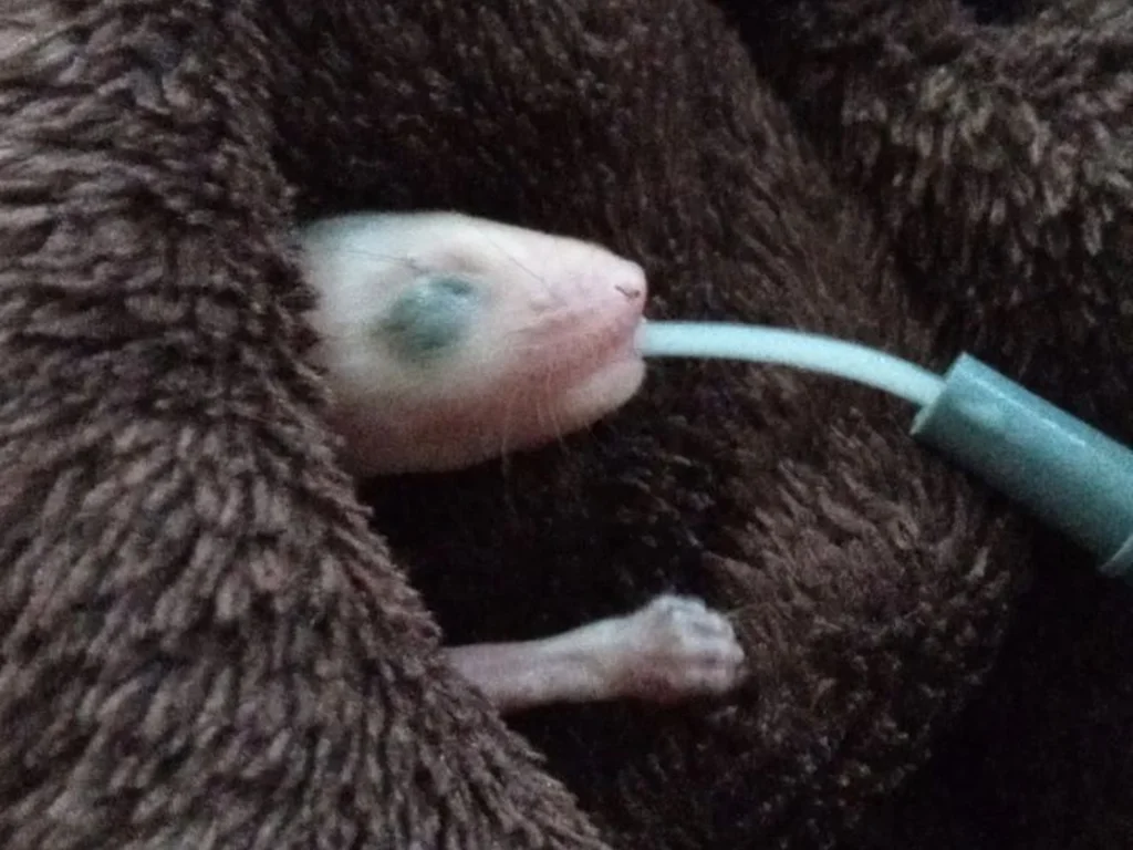 Alerta é para não matar gambás