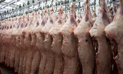 Mais de 1,7 mil animais foram comercializados em 2024