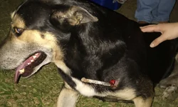 Cão comunitário é torturado com barra de ferro em Bagé