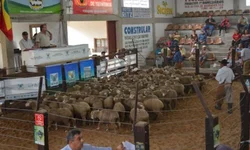 Feovelha começa nesta quinta-feira em Pinheiro Machado