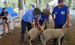 Queda de granizo na região mata 50 pássaros