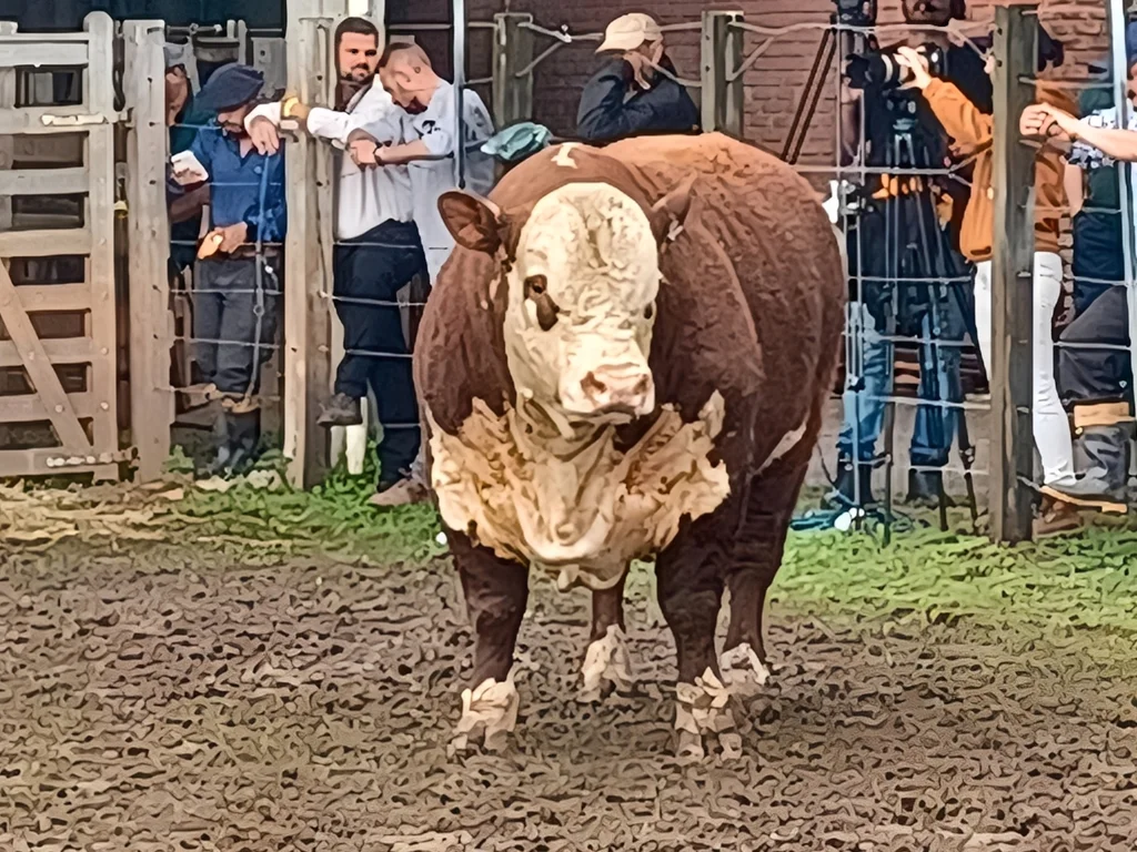 Definidos campeões rústicos Hereford e Braford da Expointer