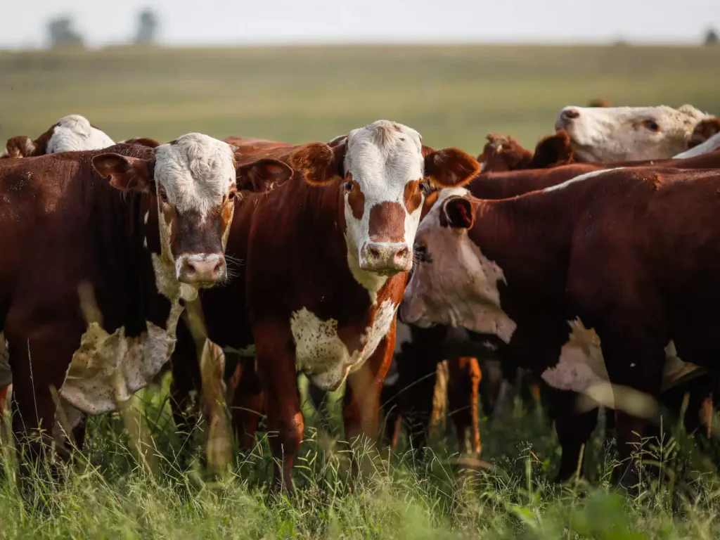 Dom Pedrito projeta o Pampa como potência agropecuária sustentável