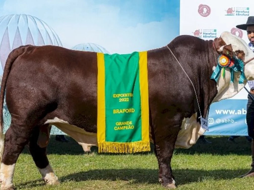 Expointer aponta os grandes campeões Braford Argola
