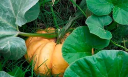 Cooperativa de assentados é referência em sementes orgânicas