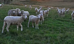 Assentados de Candiota e Pinheiro assinam contratos de crédito emergencial