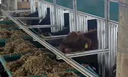 Prêmio valoriza produtores de leite