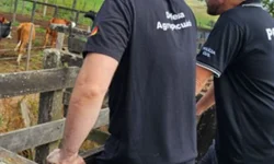 Homem é preso com pistolas, carregadores e quase 300 munições