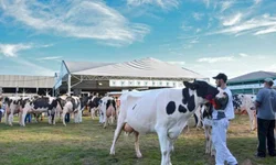 ANC abre inscrições de exemplares para a Expointer 2022