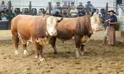Doação de sangue é confirmada para dia 25