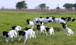 Mundial Braford terá julgamentos e palestras no Parque Assis Brasil