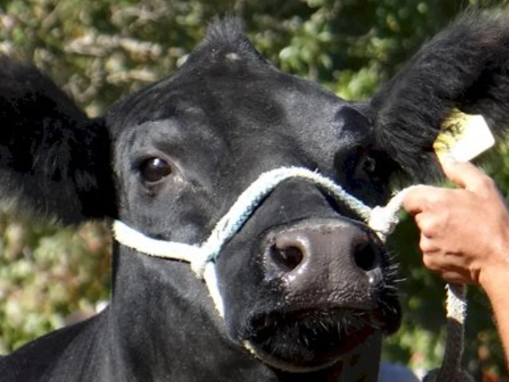 Rústicos voltam a participar da Expofeira de Bagé