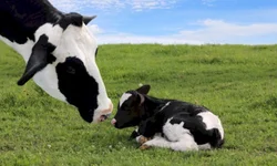 Governo gaúcho irá aportar recursos para agricultores