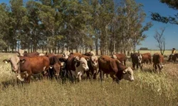 Associação e Embrapa  divulgam resultados  de pesagem