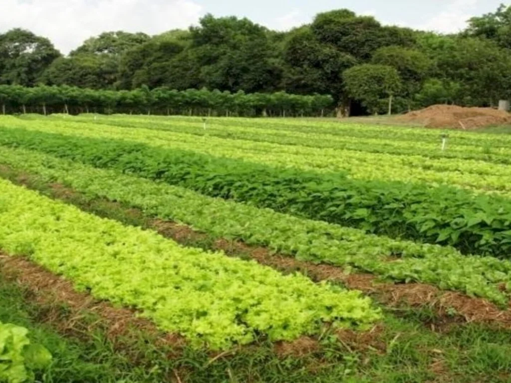 Clima beneficia olerícolas na região de Bagé