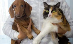 Quase 18,5 mil consumidores já perderam o crédito em 2023