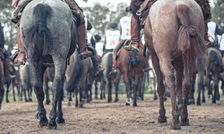 Égua de Aceguá é campeão do Bocal de Ouro