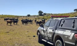 Menor poderá ser algemado em ação policial