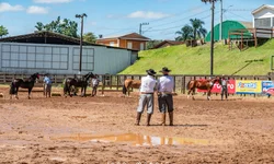 Morfologia do Cavalo Crioulo abre a temporada de finais