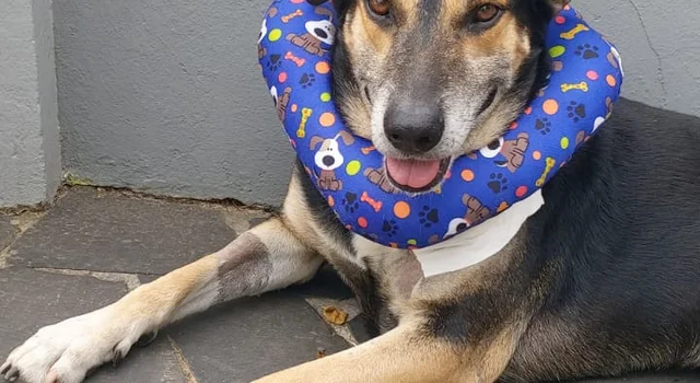 Tutora detalha rotina e cuidado com Nino após ataque