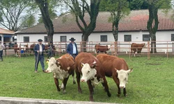 Farm Show 2025 divulga calendário de remates