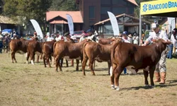 Jurados das raças Hereford e Braford são definidos