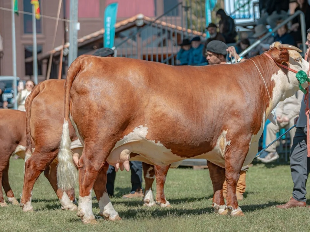 ABHB amplia participação com aumento de animais Hereford e Braford