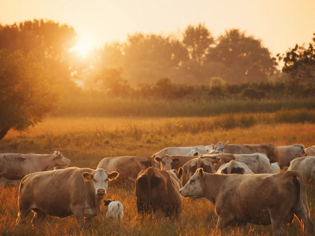 Prazo para Declaração Anual de Rebanho termina na quarta-feira