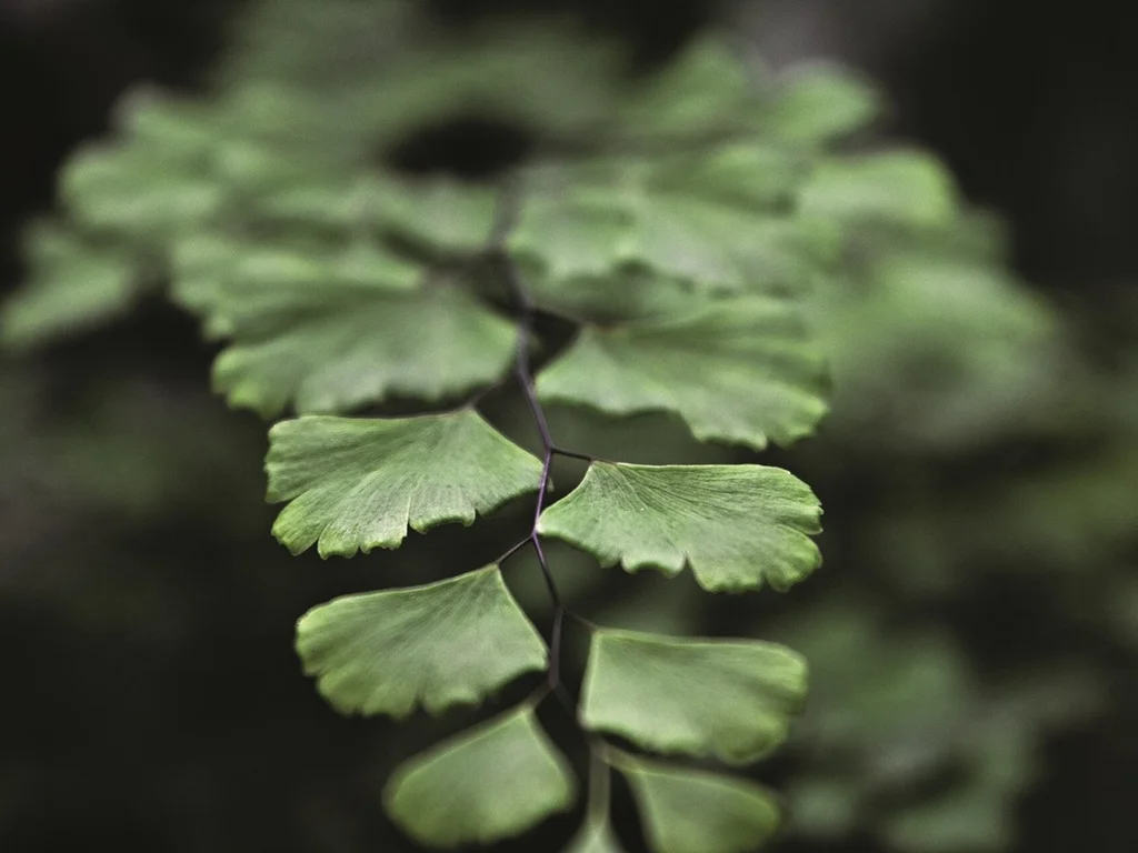 Avenca: popular, bela e fácil de cultivar