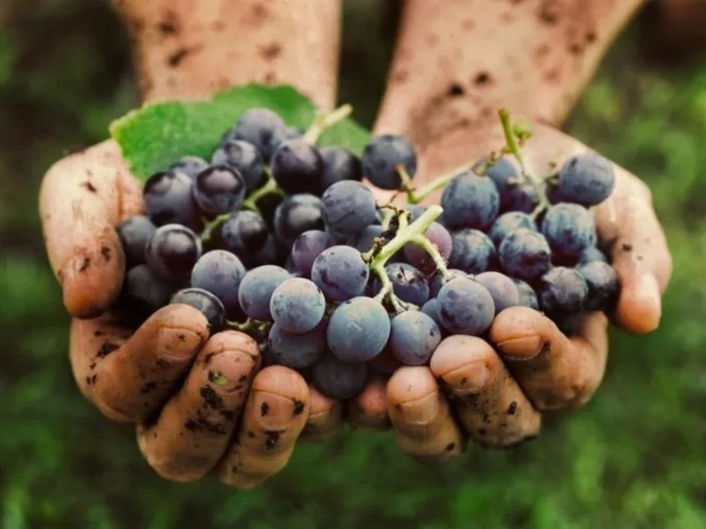 Professor da Unipampa representa o Brasil em fórum internacional sobre viticultura