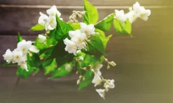 Os tipos de Jasmin e cultivo correto