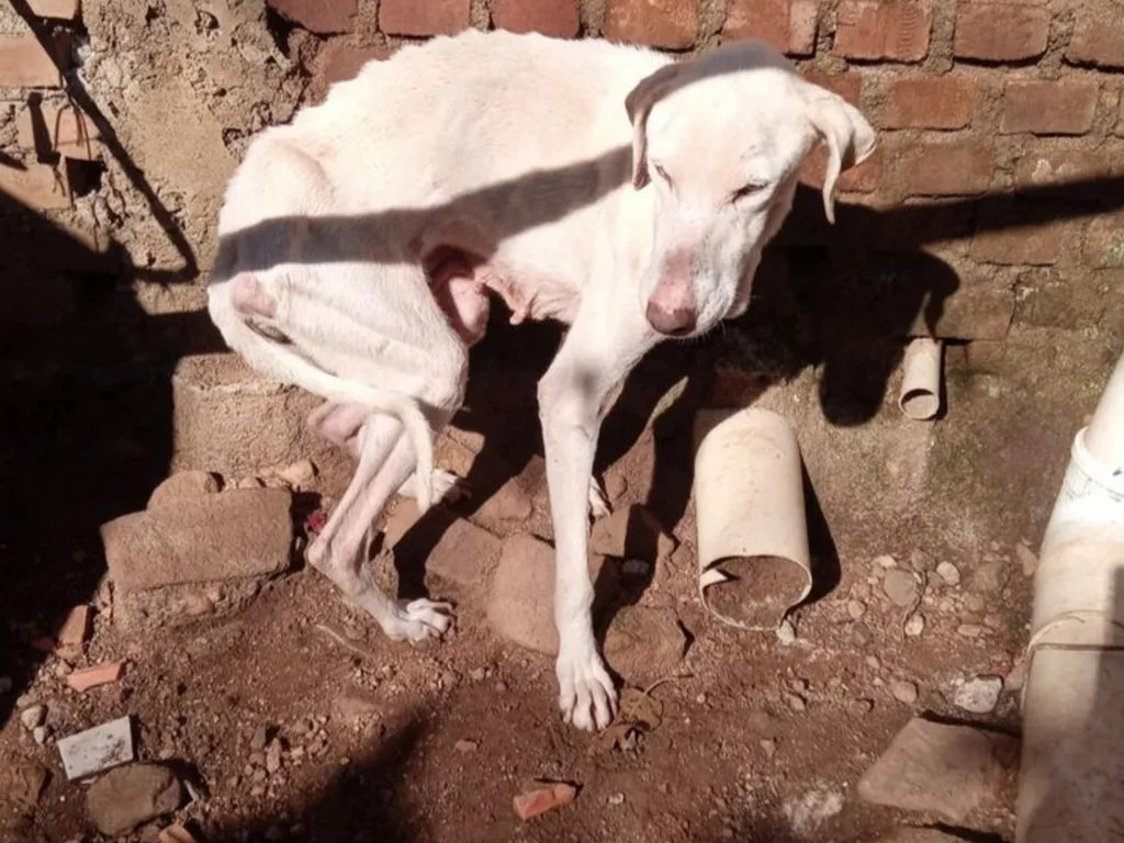 NBPA realiza campanha para adquirir ração e salvar vidas