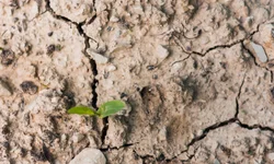Quarenta cidades já decretaram situação de emergência
