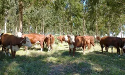Cadastro para agricultores é atualizado