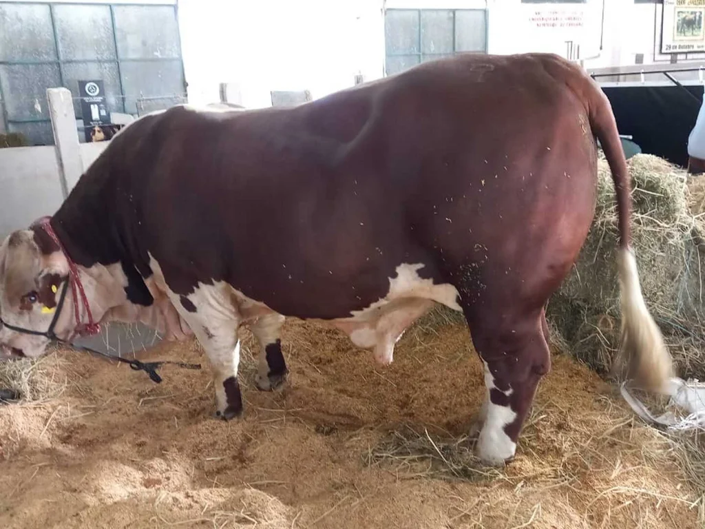 As estratégias para divulgar o turismo de Bagé em dois grandes eventos