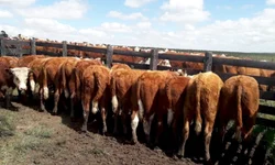 Abertas inscrições para fórum sobre Febre Aftosa