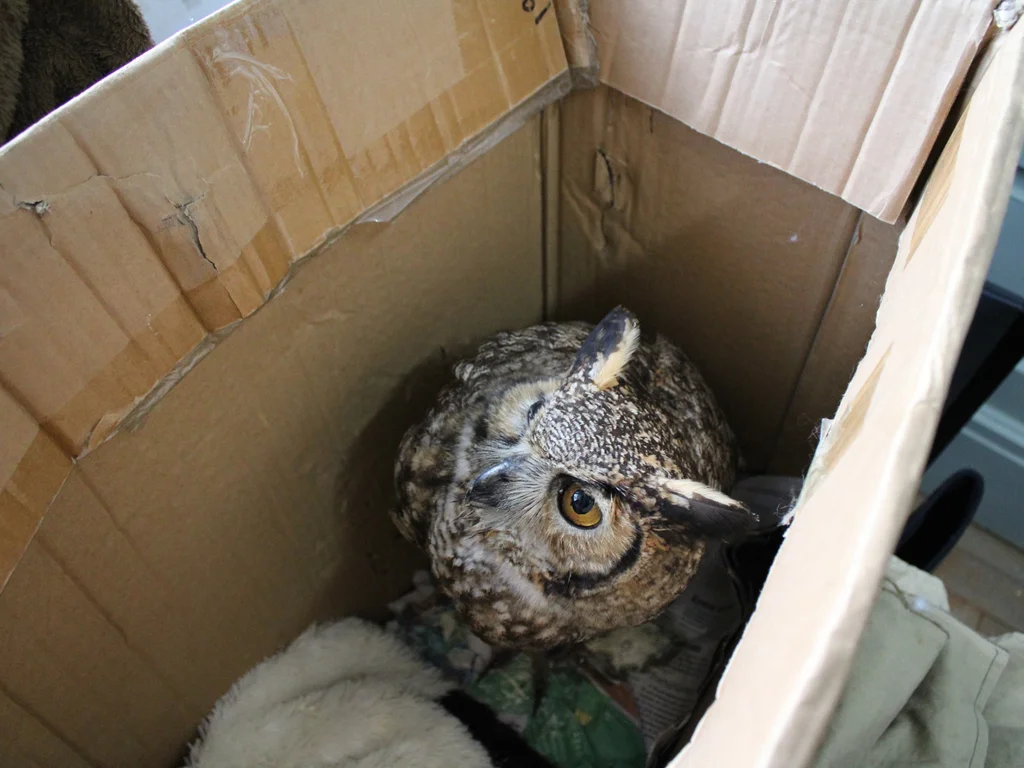 Animais silvestres encontram refúgio na 1ª Delegacia de Polícia de Bagé