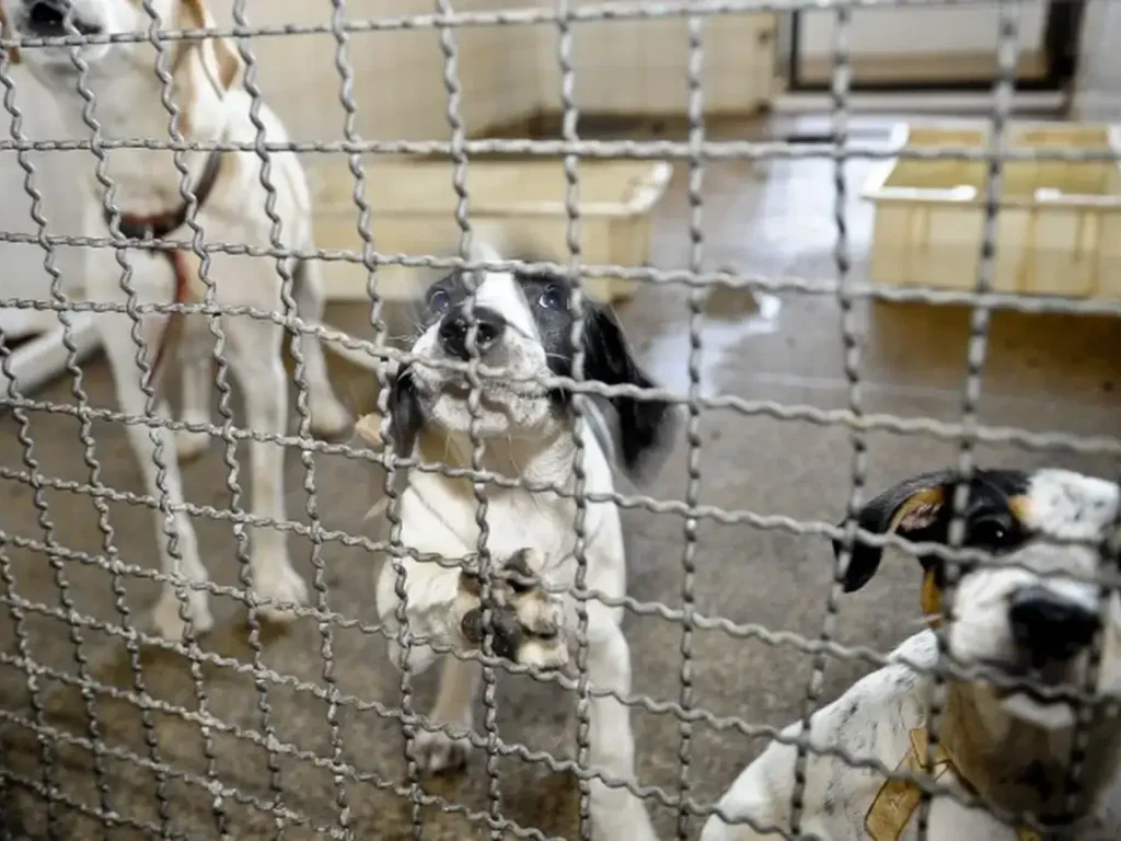 Sancionada lei que proíbe uso de animais em testes cosméticos