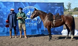 Finais do Cavalo Crioulo valorizam o trabalho dos domadores