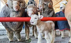 Filhote de dois dias é um dos primeiros a chegar no parque