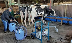 ANC abre inscrições de exemplares para a Expointer 2022