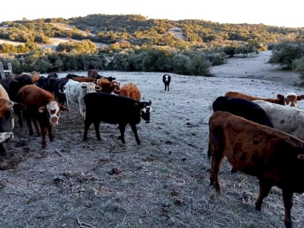 O amanhecer congelante da Campanha