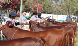 Amplia consumo de sêmen Angus produzido no país