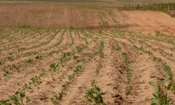 Produtores avaliam impacto da chuva nas lavouras e açudes