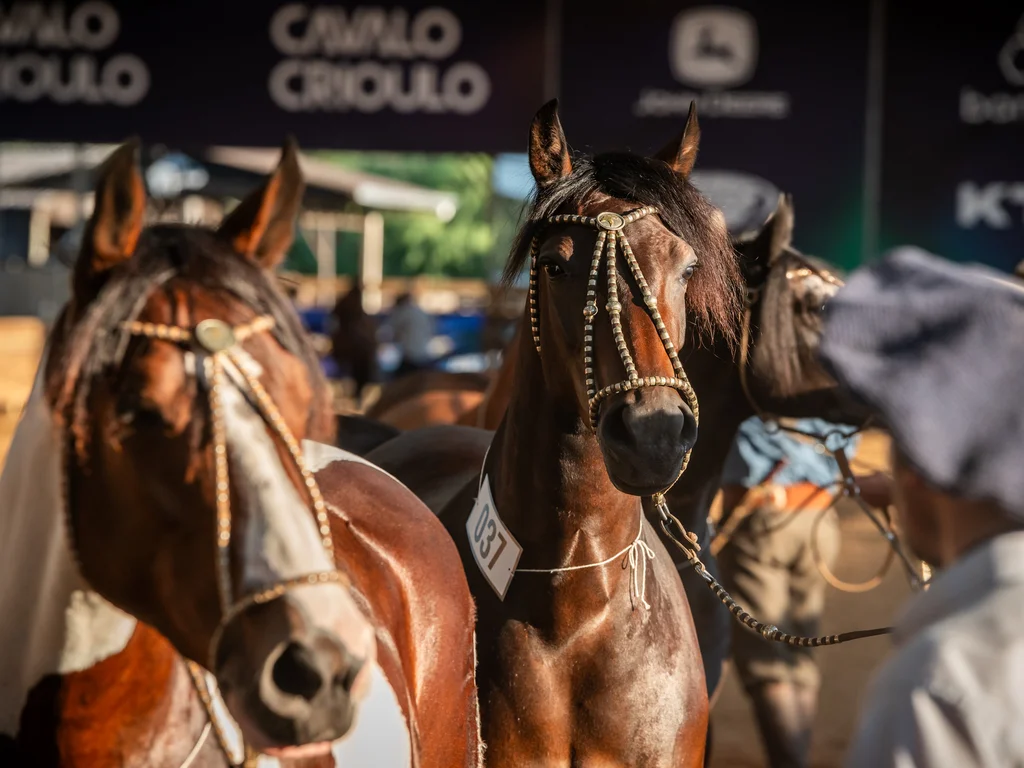 Provas do Cavalo Crioulo movimentam programação da Expointer
