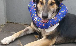 Tutora detalha rotina e cuidado com Nino após ataque