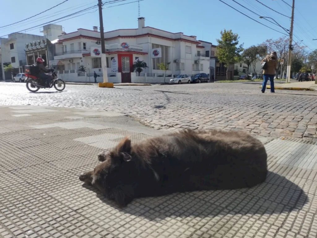 Alerta é para período de infestações de carrapatos